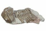 Bargain, Long Pliomera Fischeri Trilobite - Russia #363124-3